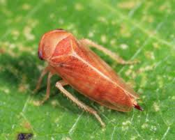 Attēlu rezultāti vaicājumam “Oncopsis sp.”