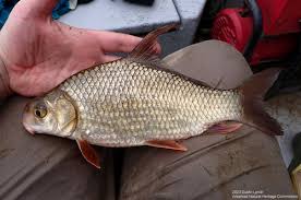 Image result for Carpiodes velifer