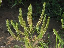 Attēlu rezultāti vaicājumam “Lepidium densiflorum bud”