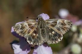 Attēlu rezultāti vaicājumam “Carcharodus floccifera upperside”