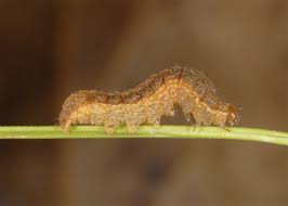 Attēlu rezultāti vaicājumam “Xestia baja”