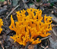 Attēlu rezultāti vaicājumam “Ramariopsis crocea”