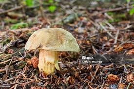 Attēlu rezultāti vaicājumam “Xerocomus subtomentosus”