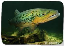 Image result for Salmo trutta
