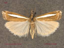 Attēlu rezultāti vaicājumam “Crambus”