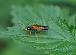 Attēlu rezultāti vaicājumam “Tenthredo campestris”
