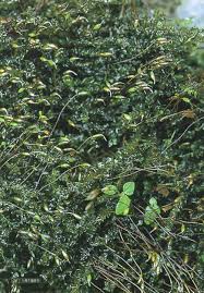 Attēlu rezultāti vaicājumam “Platyhypnidium riparioides”