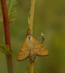 Attēlu rezultāti vaicājumam “Mecyna flavalis”