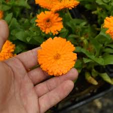 Image result for Calendula officinalis