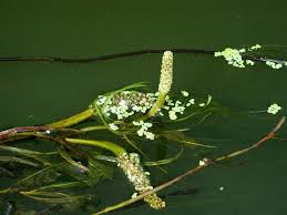 Attēlu rezultāti vaicājumam “Potamogeton lucens”