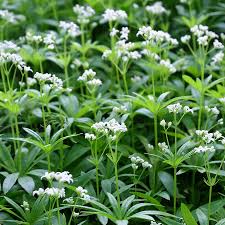 Attēlu rezultāti vaicājumam “Galium odoratum”