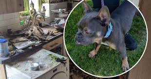 Image result for Banbury Bulldogs