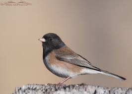 Image result for Junco hyemalis