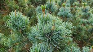 Attēlu rezultāti vaicājumam “Pinus pumila male flower”