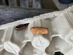 Attēlu rezultāti vaicājumam “Noctua fimbriata imago”