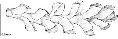 Attēlu rezultāti vaicājumam “Anastrophyllum minutum”