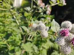 Attēlu rezultāti vaicājumam “Epilobium palustre fruit”