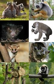 lemur ile ilgili görsel sonucu