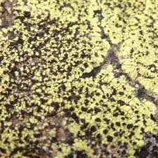 Attēlu rezultāti vaicājumam “Rhizocarpon geographicum”