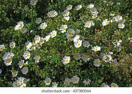 Attēlu rezultāti vaicājumam “Cistaceae”