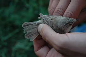 Image result for Hippolais caligata