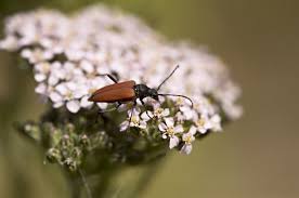 Attēlu rezultāti vaicājumam “Anastrangalia sanguinolenta”