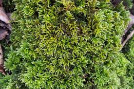 Attēlu rezultāti vaicājumam “Eurhynchium angustirete sporophyte”