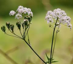 Attēlu rezultāti vaicājumam “Anthriscus sylvestris flower”