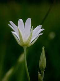 Attēlu rezultāti vaicājumam “Stellaria palustris”