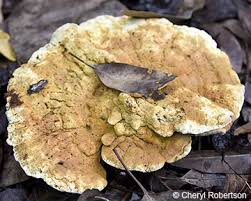 Attēlu rezultāti vaicājumam “Hapalopilus nidulans”