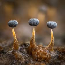 Attēlu rezultāti vaicājumam “Physarum album spores”