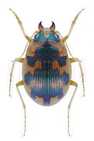 Attēlu rezultāti vaicājumam “Omophron limbatum”