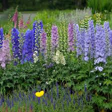 Attēlu rezultāti vaicājumam “Delphinium elatum  bud”