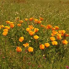 Attēlu rezultāti vaicājumam “Papaveraceae”