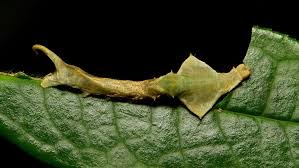 Attēlu rezultāti vaicājumam “Endromidae”