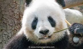 Résultat de recherche d'images pour "pandas"