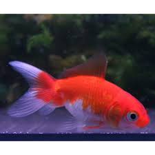 Image result for 金魚