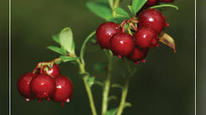 Attēlu rezultāti vaicājumam “Vaccinium vitis-idaea fruit”