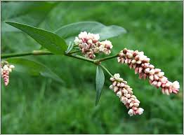 Attēlu rezultāti vaicājumam “Persicaria lapathifolia flower”