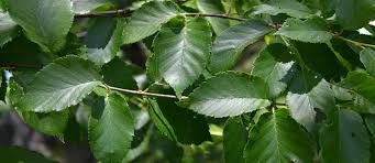 Attēlu rezultāti vaicājumam “Betula alleghaniensis”