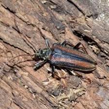 Attēlu rezultāti vaicājumam “Oxymirus cursor”