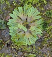 Attēlu rezultāti vaicājumam “Riccia sorocarpa macro”