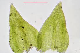 Attēlu rezultāti vaicājumam “Pseudoleskeella nervosa”