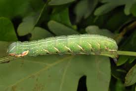 Attēlu rezultāti vaicājumam “Peridea anceps”