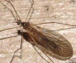 Attēlu rezultāti vaicājumam “Trichocera regelationis”