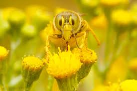 Attēlu rezultāti vaicājumam “Bembix rostrata”