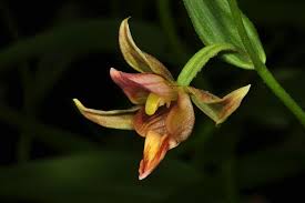 Attēlu rezultāti vaicājumam “Epipactis”