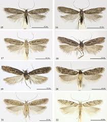 Attēlu rezultāti vaicājumam “Gelechia rhombella”