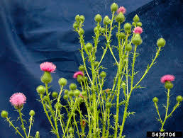 Attēlu rezultāti vaicājumam “Cirsium vulgare flower”