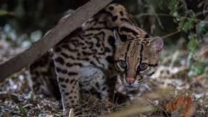 Image result for оцелот